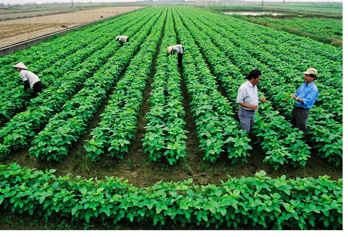 Nên kinh doanh gì ở nông thôn