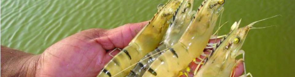 công ty cổ phần công nghệ tiêu chuẩn sinh học vĩnh thịnh