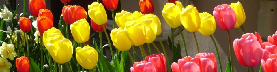 công ty tnhh goshu kohsan