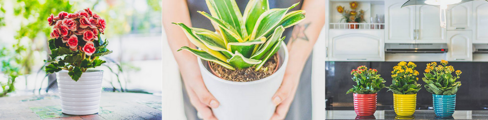 công ty tnhh sản xuất và xuất khẩu gốm mỹ nghệ long trường