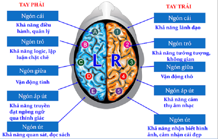 Lợi ích khi làm sinh trắc vân tay