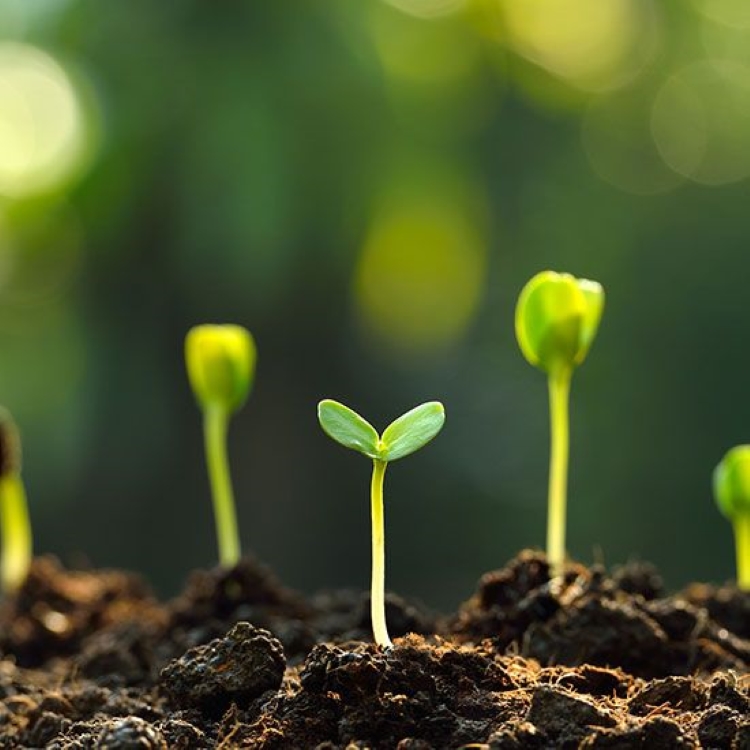 H&atilde;y cứ để 'Ikigai' tự nhi&ecirc;n ph&aacute;t triển.
