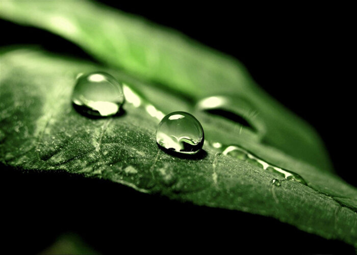 Macro trong chụp ảnh