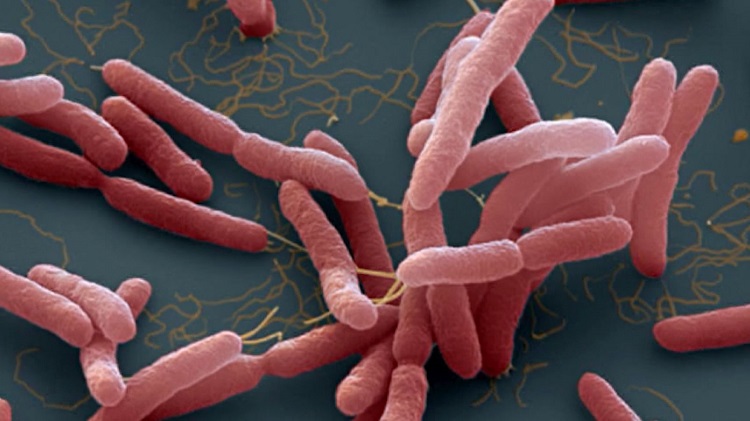 Bệnh Whitmore