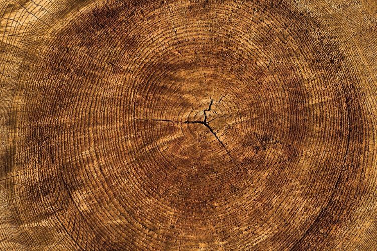 Mặt gỗ sần s&ugrave;i được biểu hiện tr&ecirc;n texture 