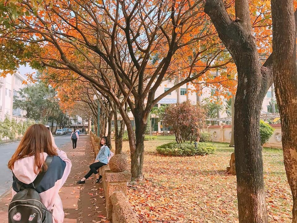 Con đường l&aacute; v&agrave;ng như trong phim H&agrave;n Quốc của Đại học Sư phạm H&agrave; Nội
