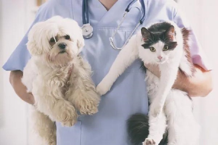 Mở cửa h&agrave;ng cung cấp dịch vụ th&uacute; y