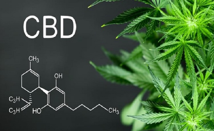 T&igrave;m hiểu về CBD l&agrave; g&igrave; v&agrave; những sự thật về tinh dầu CBD