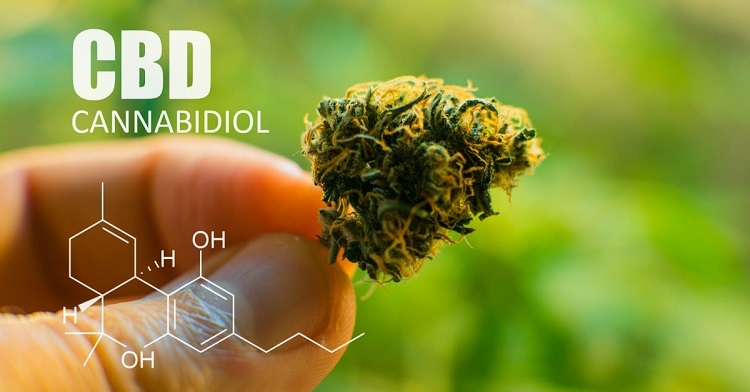 T&igrave;m hiểu về CBD l&agrave; g&igrave; v&agrave; những sự thật về tinh dầu CBD
