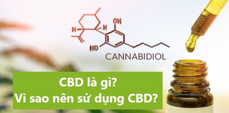 T&igrave;m hiểu về CBD l&agrave; g&igrave; v&agrave; những sự thật về tinh dầu CBD