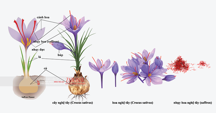 Ph&acirc;n loại saffron l&agrave; g&igrave;?&nbsp;