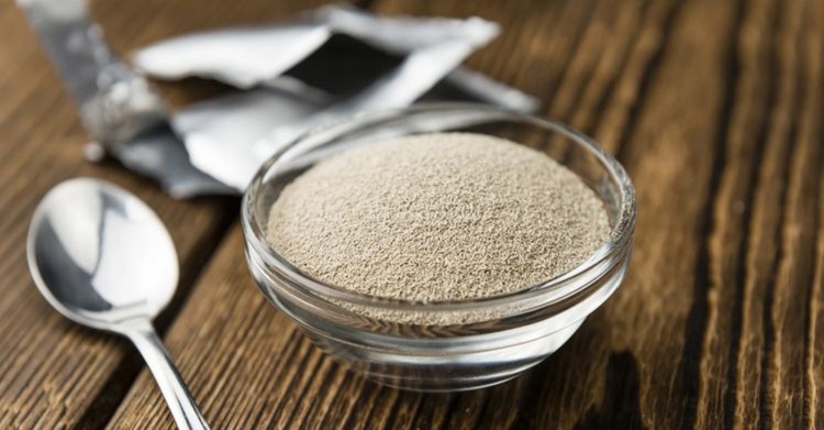 Một số đặc tính chung của yeast là gì?