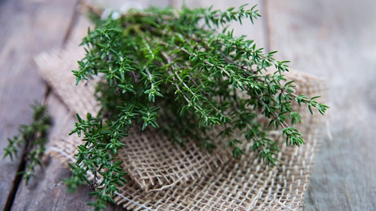 Lá thyme là gì? Những công dụng tuyệt vời của cỏ xạ hương trong ẩm thực và y tế.