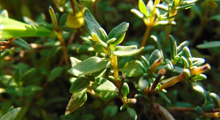 Lá thyme là gì? Những công dụng tuyệt vời của cỏ xạ hương trong ẩm thực và y tế.