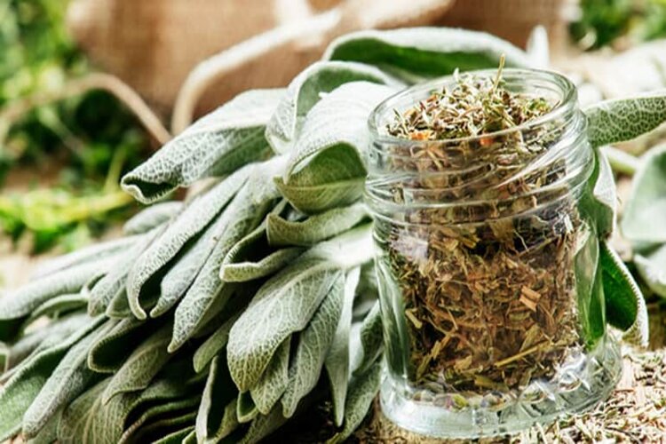 C&aacute;ch bảo quản Sage l&agrave; g&igrave;
