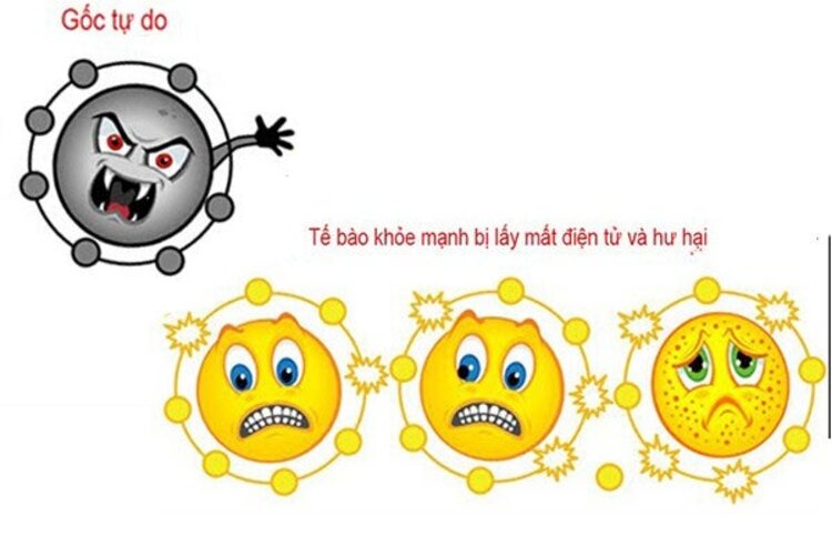 Chứa nhiều chất để chống oxy h&oacute;a