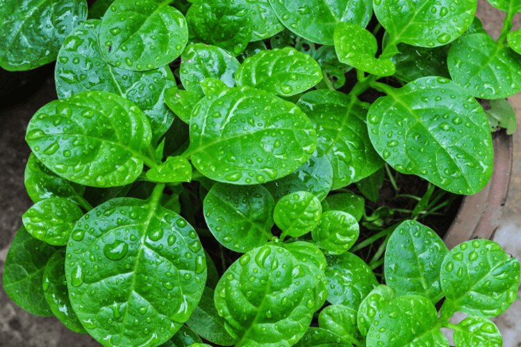 T&igrave;m hiểu về rau mồng tơi