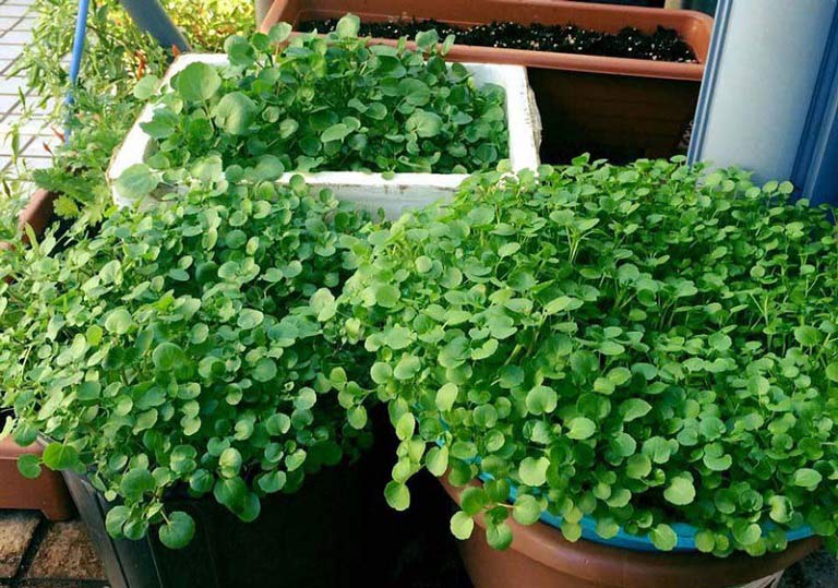 Hướng dẫn c&aacute;ch trồng rau cải xoong đơn giản trong th&ugrave;ng xốp