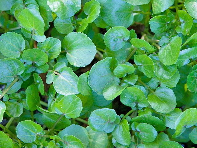 Giá trị dinh dưỡng và tác dụng của rau cải xoong đối với sức khỏe?