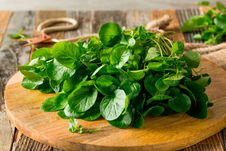 T&aacute;c dụng của rau cải xoong đối với sức khỏe
