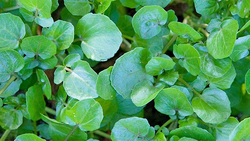 Nguồn gốc v&agrave; đặc điểm của rau cải xoong