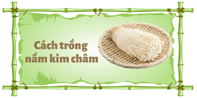 Cách trồng và tác dụng nấm kim châm