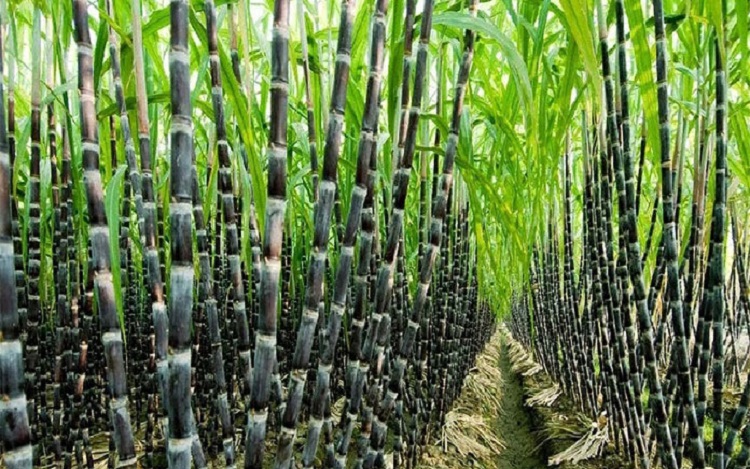 Ép nước từ cây mía