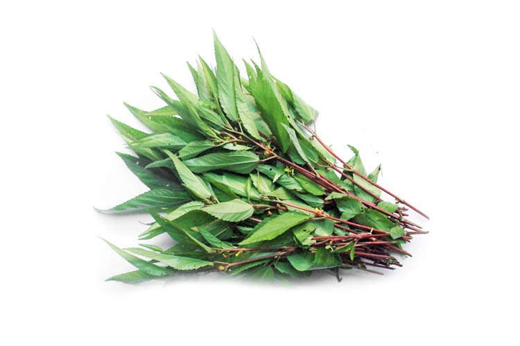 Rau đay có tác dụng gì? Những món với rau đay tốt cho sức khỏe