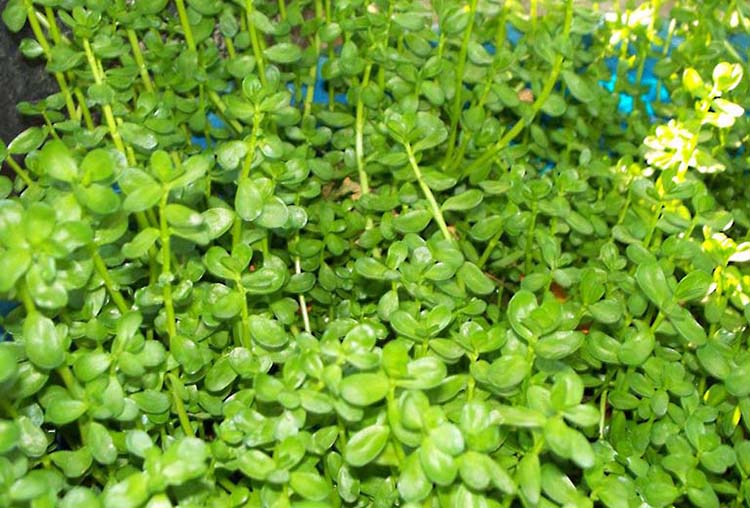 Sơ lược về c&acirc;y rau đắng