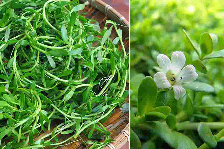 Cây rau đắng là gì? Ăn rau đắng có tác dụng gì đối với sức khỏe