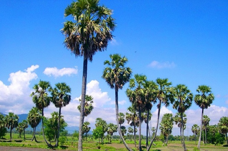 Nguồn gốc