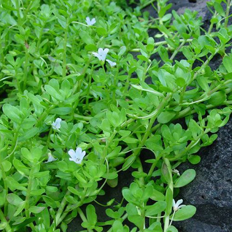 Ăn rau đắng c&oacute; t&aacute;c dụng g&igrave; đối với sức khỏe?