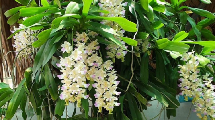 hoa lan tam bao sac