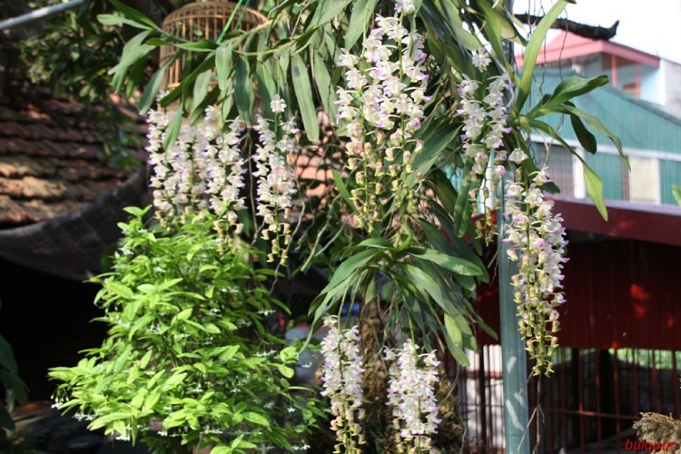 hoa lan tam bao sac