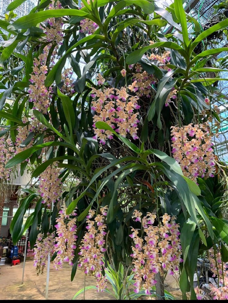 hoa lan tam bao sac