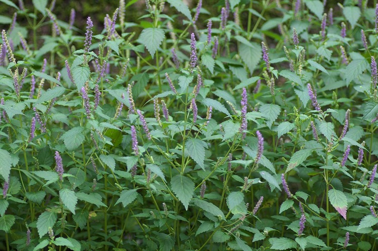 Rau kinh giới là gì? Tác dụng và lưu ý sử dụng rau kinh giới bạn nên biết