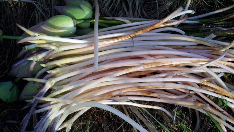 Ngó sen có tác dụng gì? Mách bạn các món ngon chế biến từ ngó sen dễ làm