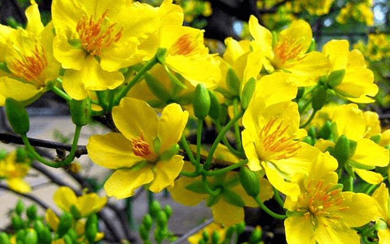 H&igrave;nh ảnh hoa mai v&agrave;ng đua nhau khoe sắc