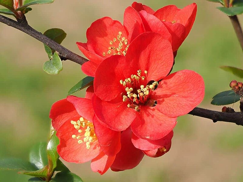 Hoa mai đỏ