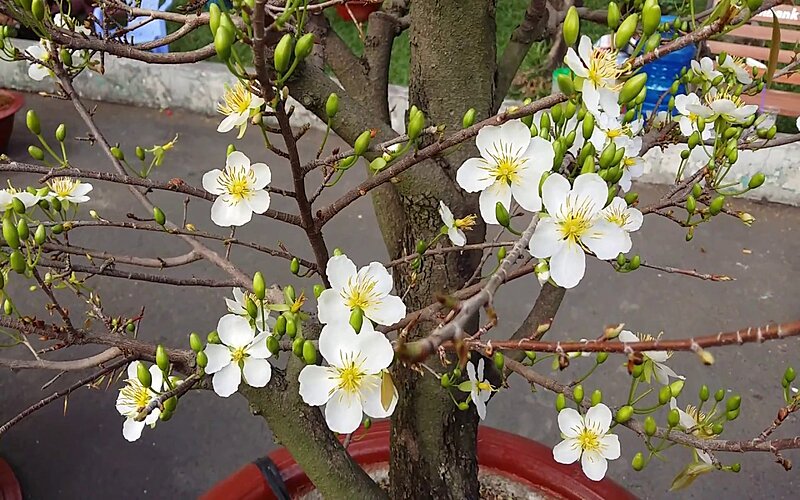 C&aacute;ch chọn mai trồng l&agrave;m kiểng