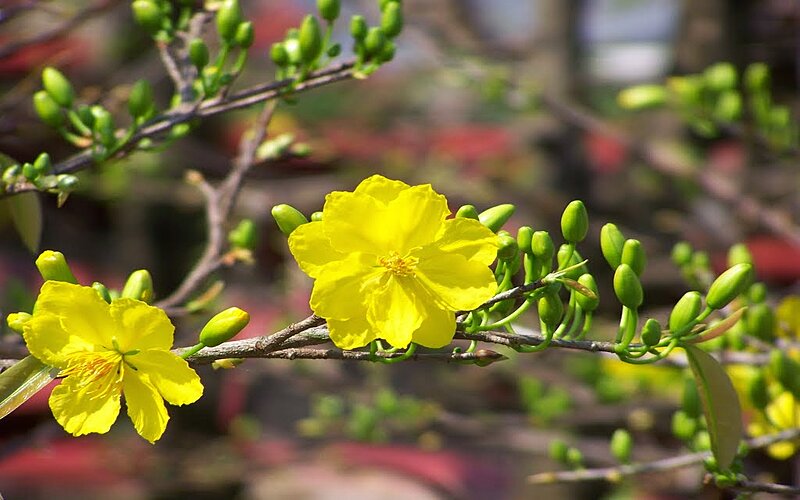 C&aacute;ch chọn mai chưng ng&agrave;y Tết