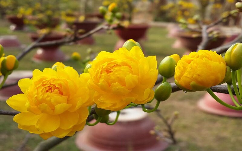 H&igrave;nh ảnh hoa mai v&agrave;ng nhiều c&aacute;nh đẹp mắt