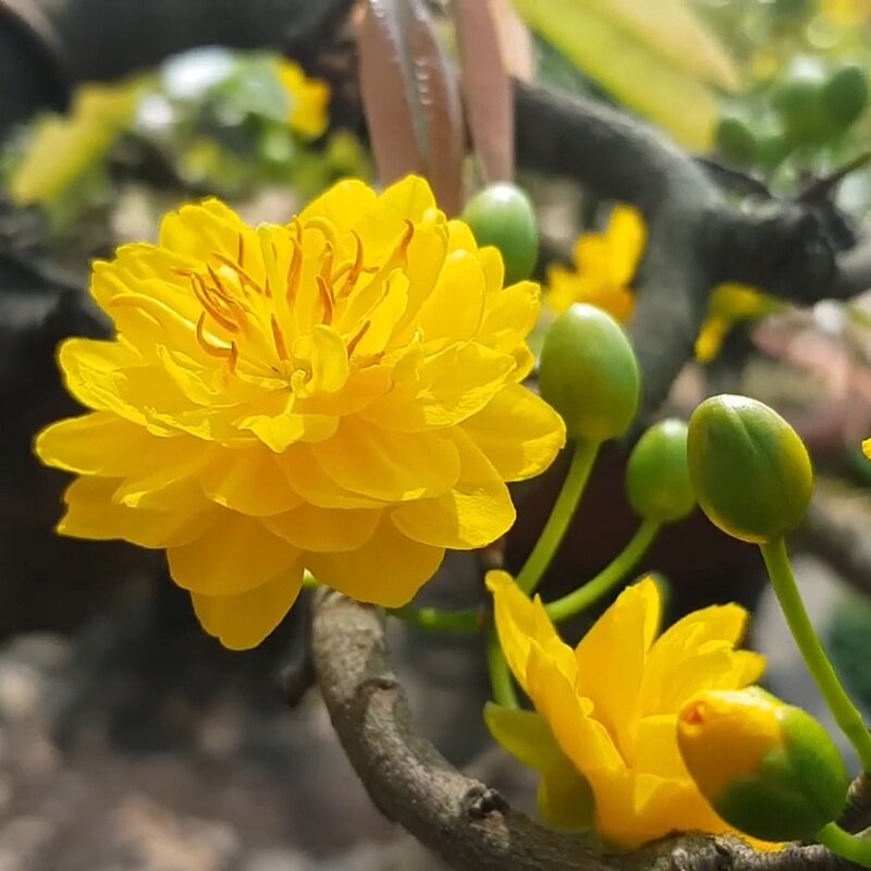 H&igrave;nh ảnh mai c&uacute;c