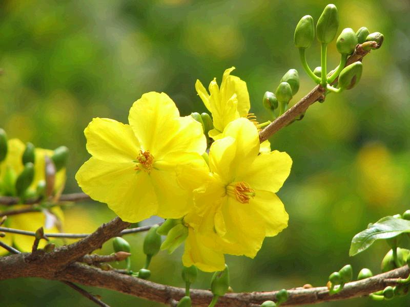H&igrave;nh ảnh hoa mai v&agrave;ng đẹp nhất