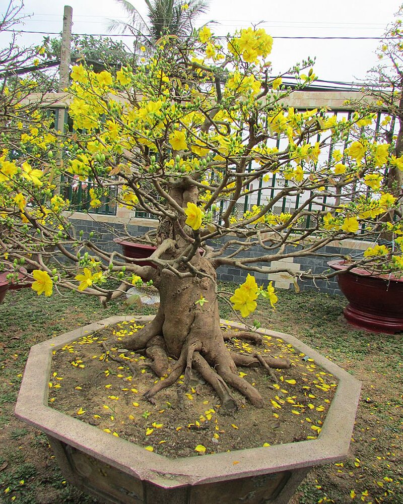 C&aacute;ch chọn c&acirc;y mai đẹp