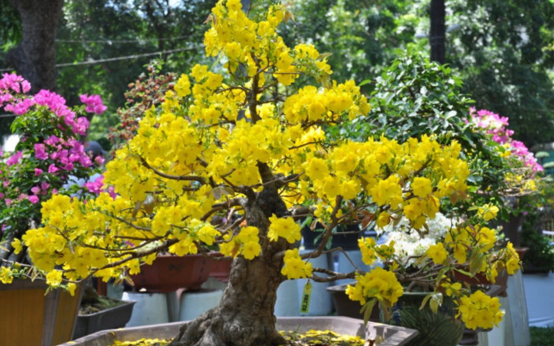 Hoa Tết l&agrave; đặc trưng của ng&agrave;y Tết 