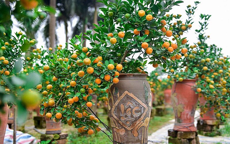 C&aacute;ch chọn c&acirc;y quất đẹp cho ng&agrave;y Tết