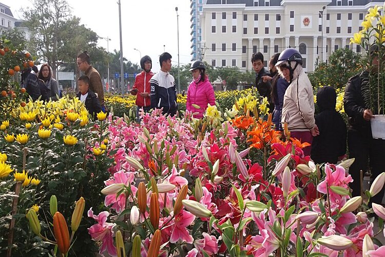 Chọn mua hoa tươi