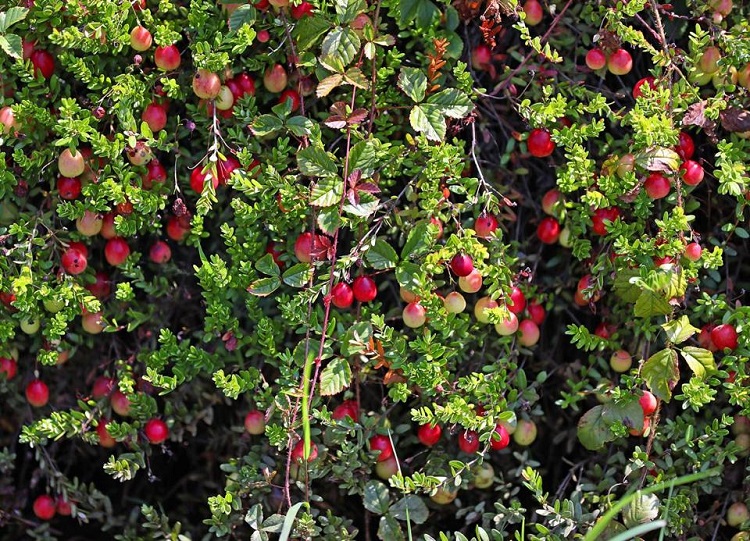 Cranberry la gi