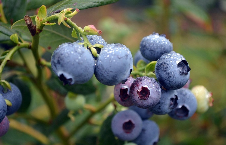 Cranberry la gi